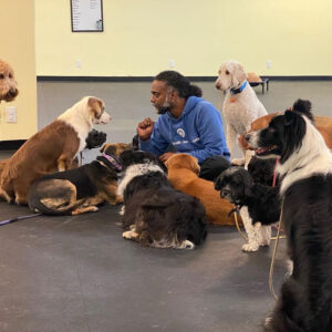 man training a pack of dogs