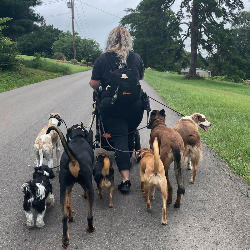 lady walking a pack of dogs