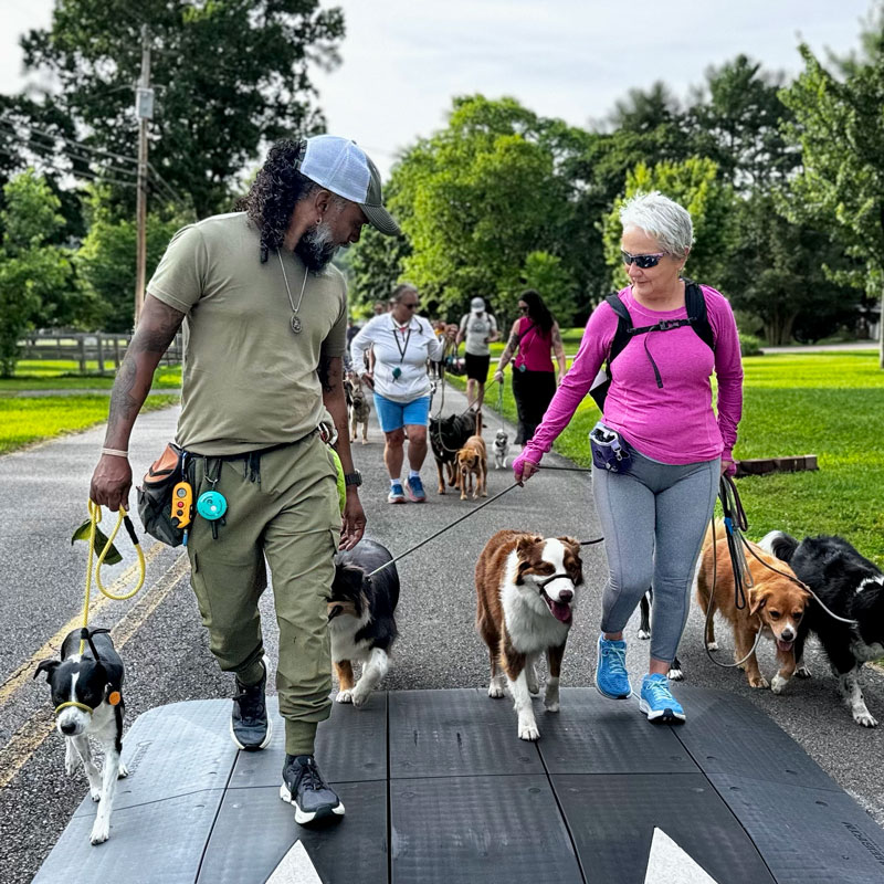 two dog trainers walking dogs