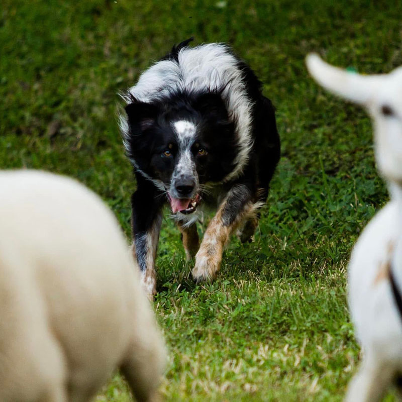 dog chasing sheep