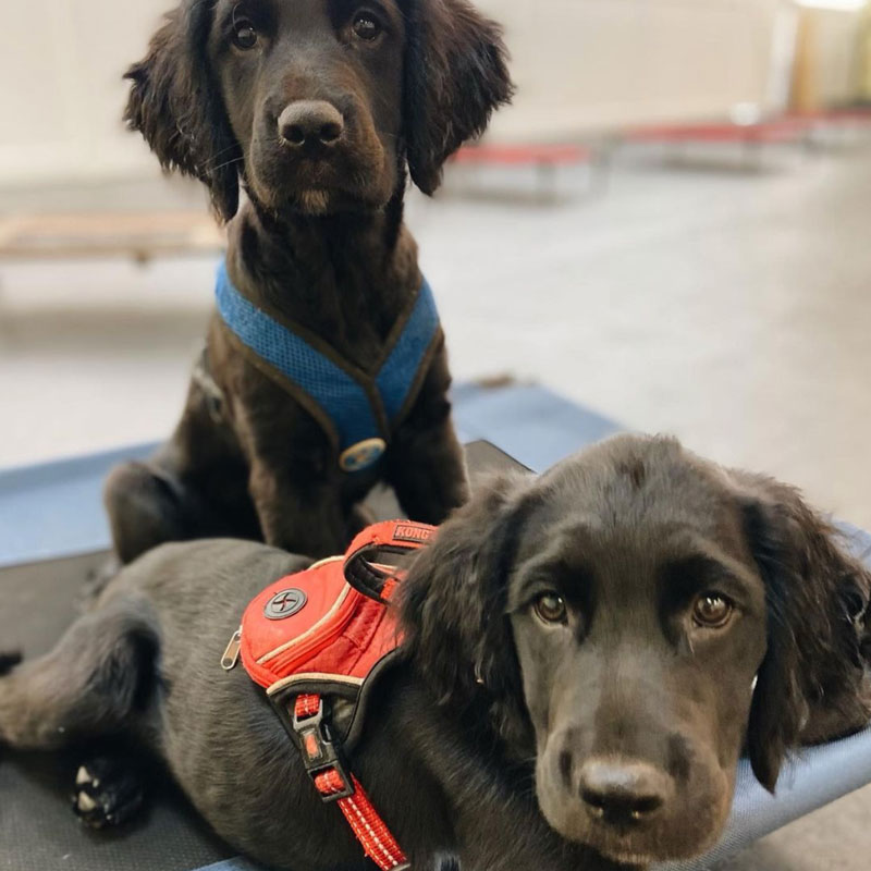 two dogs laying