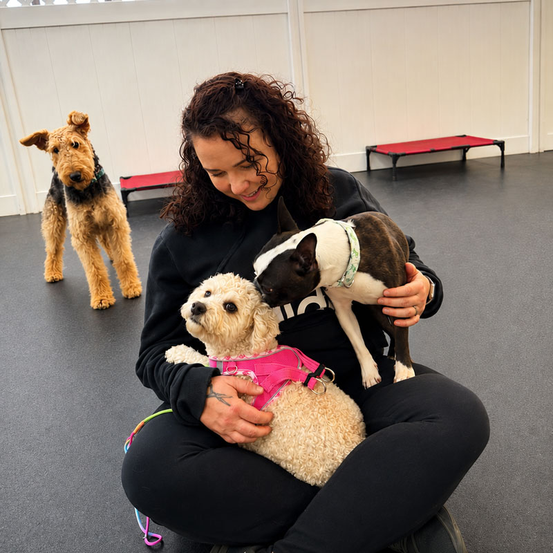 a lady and three dogs