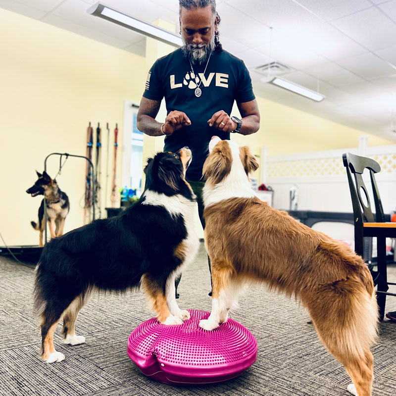 dog trainer and two dogs