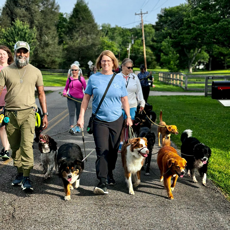 dogs and trainers walking