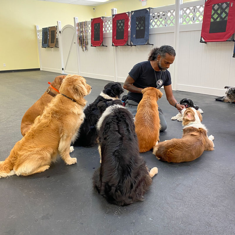 dog trainer and a few dogs