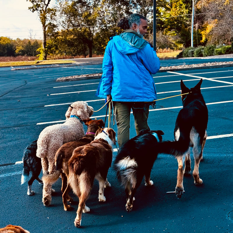 dog trainer walking a bunch of dogs